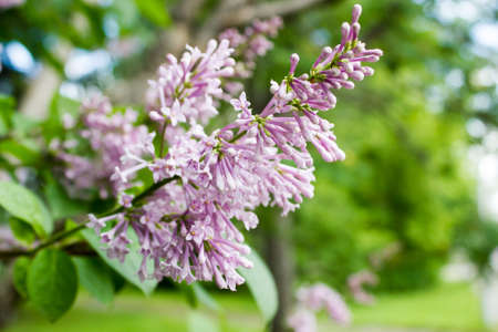 Blooming branches of lilac on a spring dayの写真素材