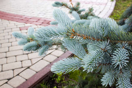 Branches of a blue spruce in the Parkの写真素材