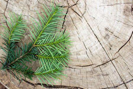 Spruce branches on a wooden tableの写真素材