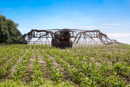 The agricultural machine operates in a corn fieldの写真素材