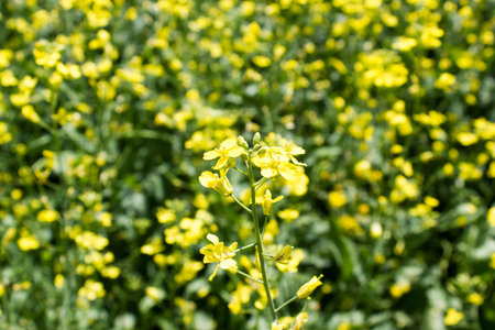 The rape flower in a fieldの写真素材