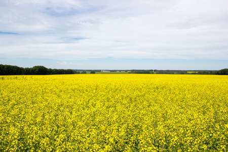 Rapeseed field under blue skyの写真素材