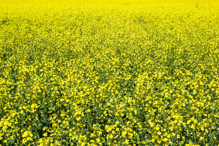 Yellow rapeseed field as background