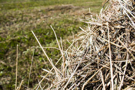 Hay roll on a summer day
