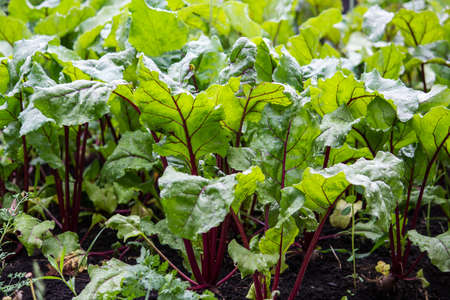 Beet leaves growing in the gardenの写真素材