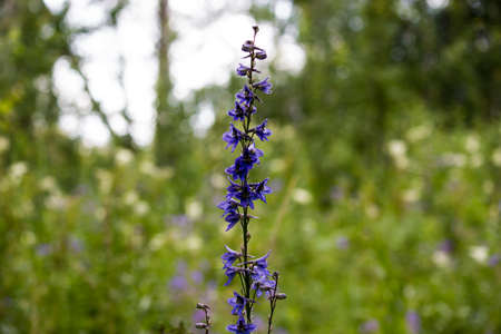 Purple bells flowers in summer forestの写真素材