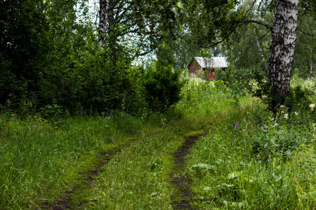 A small wooden house in a summer forestの写真素材