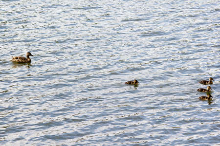 Duck with ducklings swimming in the lakeの写真素材