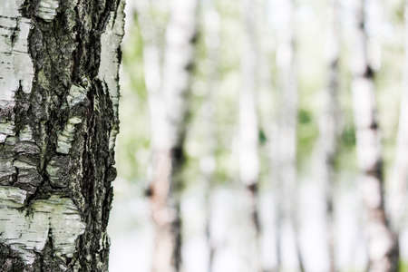 The white trunk of a birch on a background of green leavesの写真素材