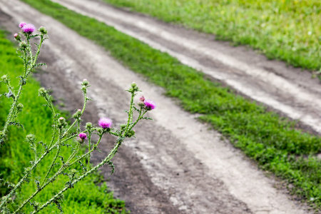 Rural dirt road in summer field