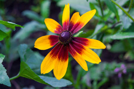 Flower zinnia in the flower bed in the summer gardenの写真素材