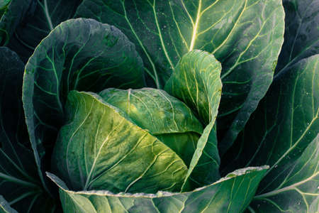 Cabbage and green leaves in the gardenの写真素材