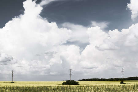 Rapeseed field and towers power lines the horizon under Cumulus clouds on a Sunny summer dayの写真素材