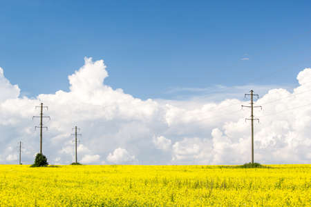 Rapeseed field and towers power lines the horizon under Cumulus clouds on a Sunny summer dayの写真素材