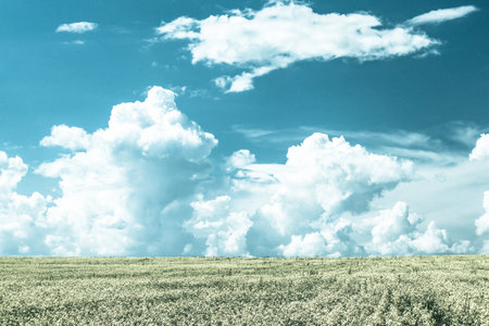 Rapeseed field under Cumulus clouds on a Sunny summer day