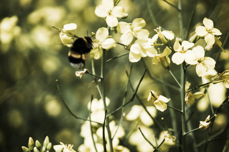 Bee collects honey on a rape flower