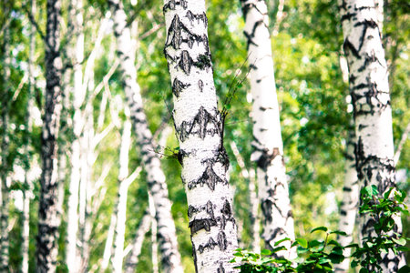 The white trunks of birches on the green leaves in the forest