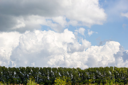 Trees under the clouds and blue sky