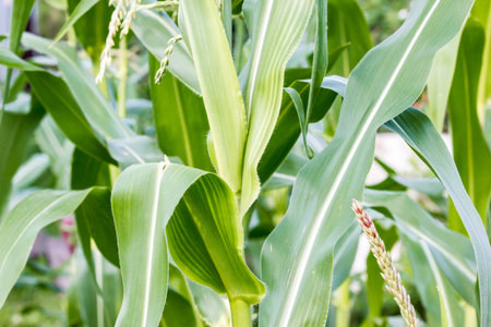Corn on the cob on green leaves growing in the garden