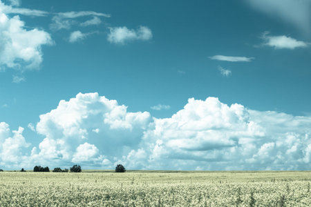 Rapeseed field under Cumulus clouds on a Sunny summer day