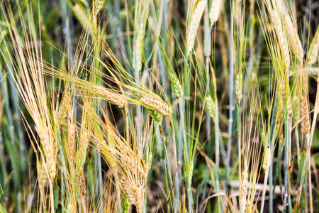 Ears of wheat in a field, close-up as background