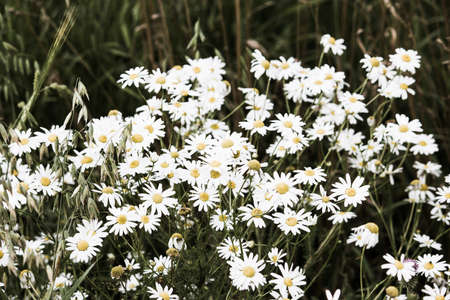 Bouquet of daisies in green grassの写真素材