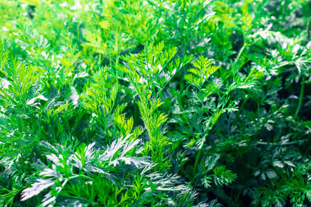 Fresh leaves carrots on the bed of cabbage in the gardenの写真素材