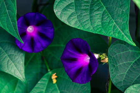 Two purple Petunia flower with green leavesの写真素材