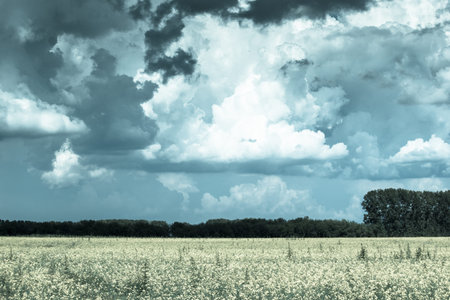 Rapeseed field under Cumulus clouds on a Sunny summer day