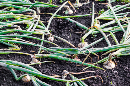 Green onion leaves and bulbs in the gardenの写真素材