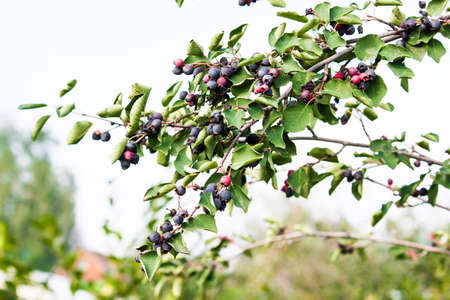 Saskatoon berries with green leaves in the summer gardenの写真素材