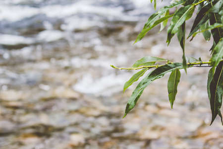 Mountain river with green plants on the shoreの写真素材