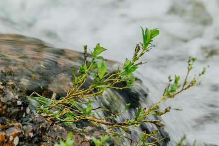 Mountain river with green plants on the shoreの写真素材