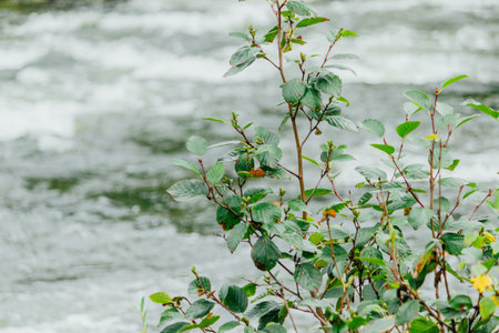 Mountain river with green plants on the shore