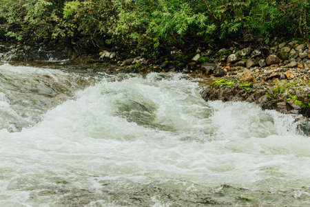 Mountain river with green plants on the shoreの写真素材