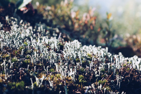 Moss and small tubular mushrooms on the rock on a summer morning