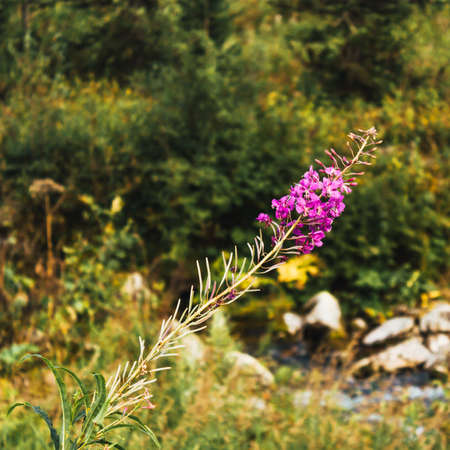 Beautiful purple flowers in a green area in the green grass on a summer dayの写真素材