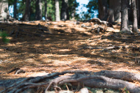 The roots of the trees and the yellow needles of the cedar forestの写真素材