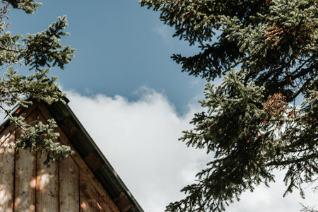 Part of the walls of the wooden house in the woods