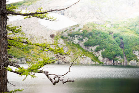 The pine tree on the background of hills and forestsの写真素材