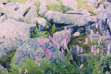 Beautiful purple flowers in a mountain area in the green grass on a summer dayの写真素材