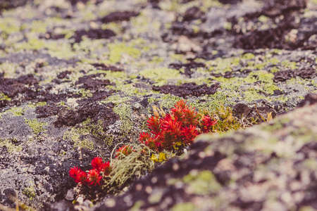 Red moss, the succulents on the mountain rocksの写真素材