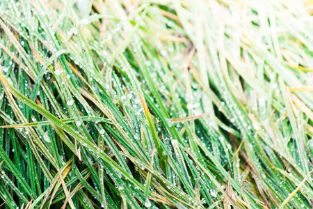 Green lush grass with dew drops at dawn. Background for nature.