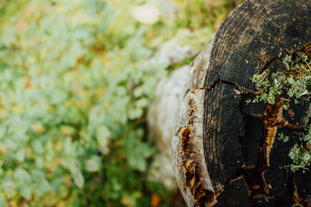 Old tree stump covered with moss and grassの写真素材