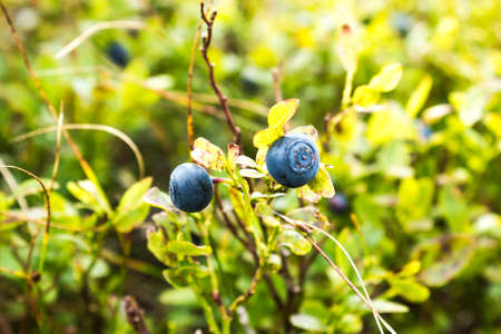Blueberries on a branch in the green grass in the forestの写真素材
