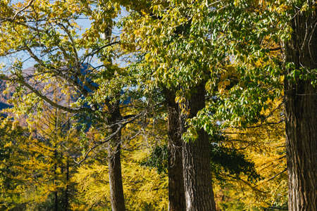 Poplar grove. Forest of trees with yellow leaves in autumn.の写真素材