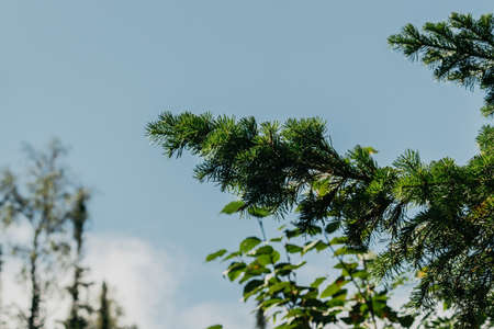 Green pine branches against the sky in the forestの写真素材