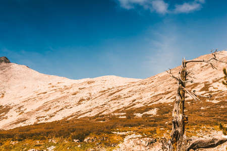 Lonely dry tree in the mountains. Drought, solitude, travel in the rocks.の写真素材