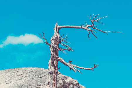 Lonely dry tree in the mountains. Drought, solitude, travel in the rocks.の写真素材