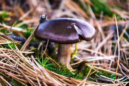 A lone mushroom growing in a moss in the forest